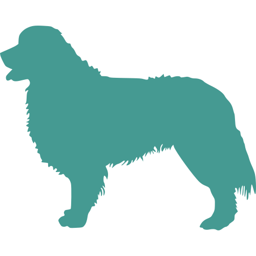Berneński Pies Pasterski