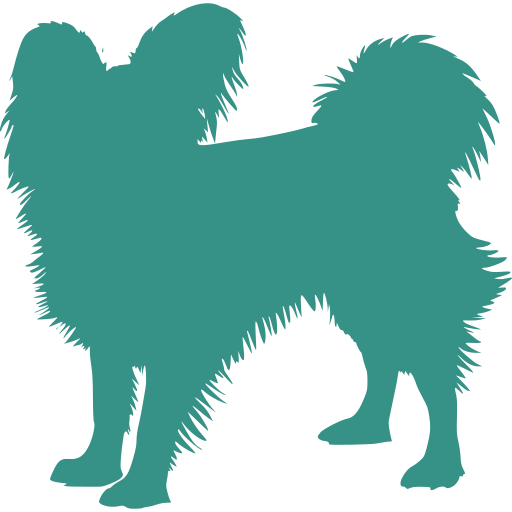 Papillon - Spaniel kontynentalny